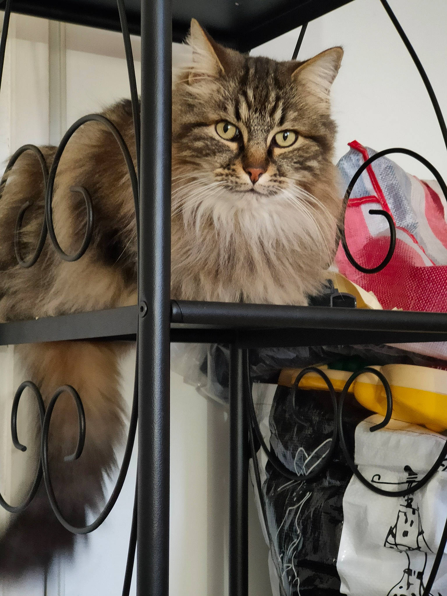 Tigrou participe au concours pour gagner de l'argent avec cette photo : bag, baggage, carnivore, cat, felidae, iron, metal, pet_supply, product, shoulder_bag, small_to_medium_sized_cats, snout, vertebrate, whiskers