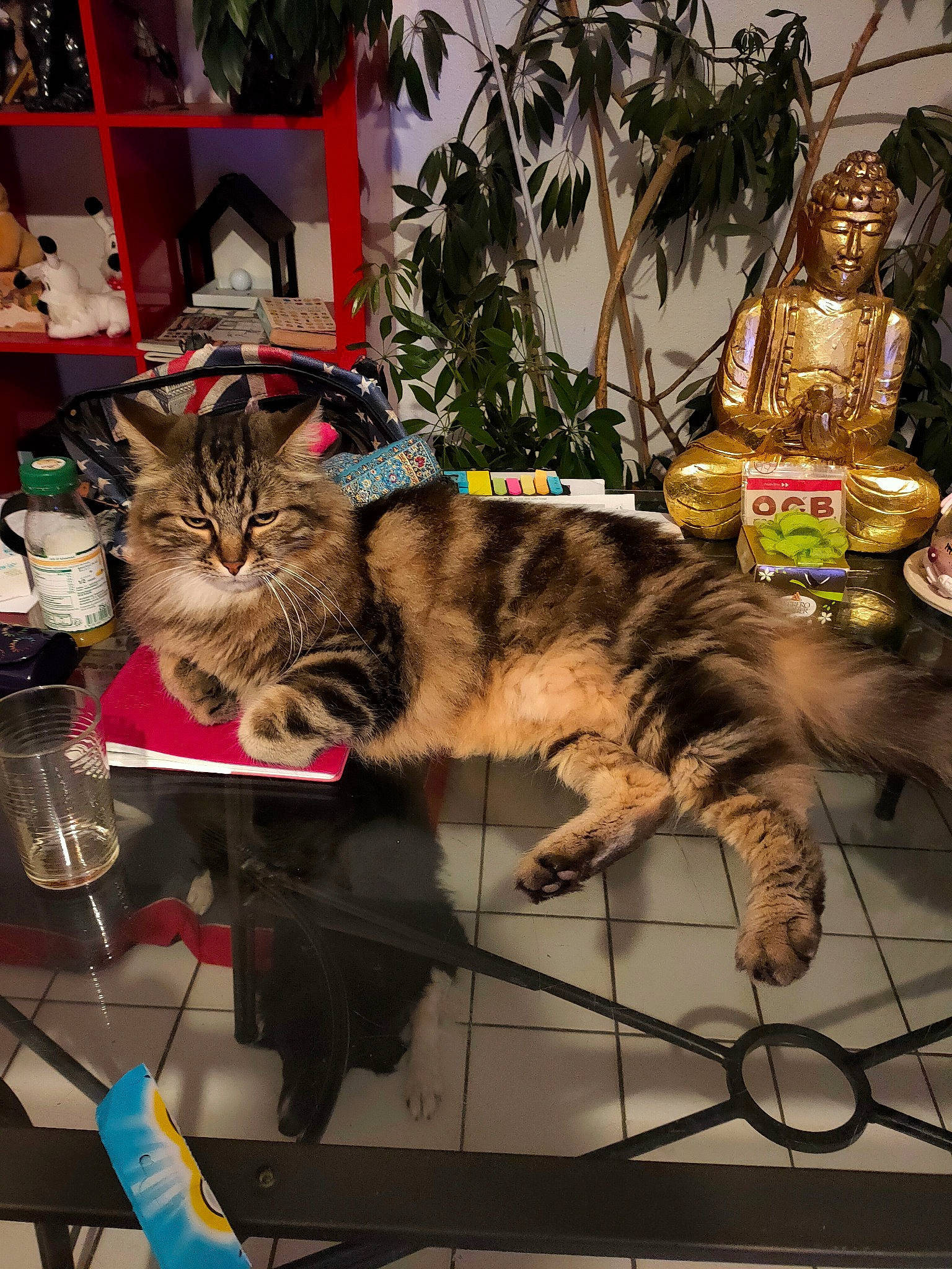 Tigrou a rejoint le concours — aidez-le/la à gagner de superbes lots ! carnivore, cat, claw, collar, felidae, fur, houseplant, pet_supply, sculpture, shelf, small_to_medium_sized_cats, tongue, toy, vertebrate, whiskers