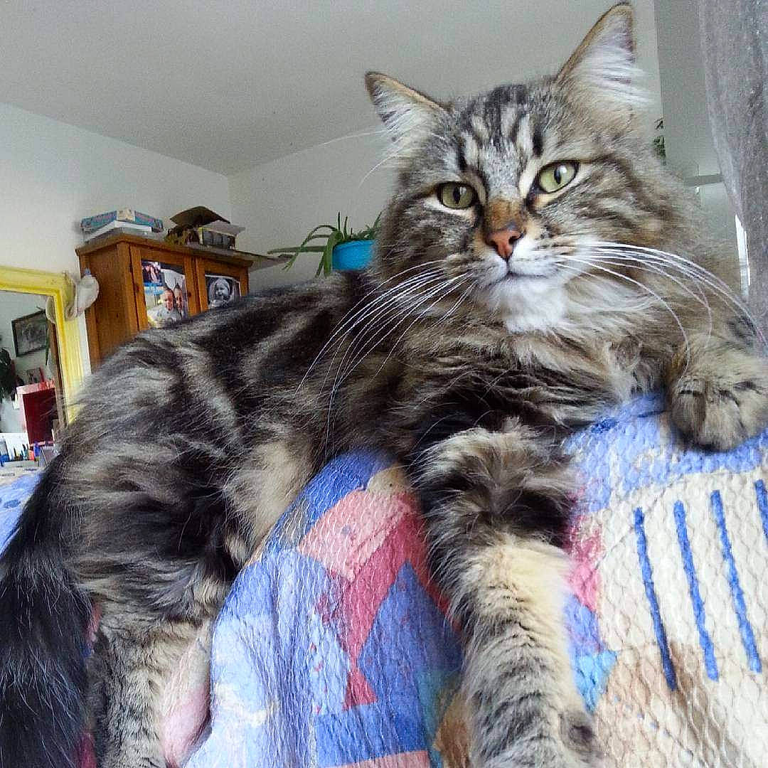 Tigrou participe au concours pour gagner de l'argent avec cette photo : cabinetry, carnivore, cat, claw, felidae, fur, home_accessories, linens, paw, pet_supply, picture_frame, shelf, shelving, small_to_medium_sized_cats, vertebrate, whiskers