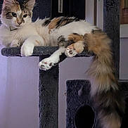 Fat Cat is registered to the contest to win money with this photo: animal, calico_cat, cat, cat_tree, cozy, cute, domestic_cat, feline, fluffy_tail, fur, household, indoor, long_tail, looking_away, paw, pet, quiet, relaxed, resting, window