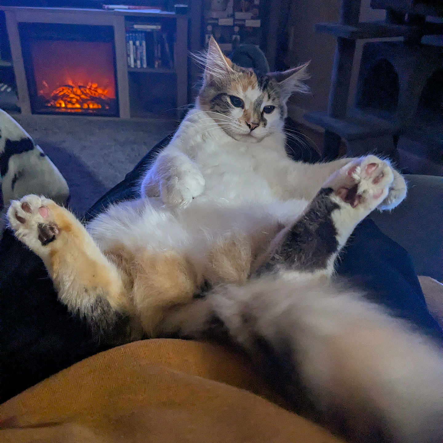 Fat Cat