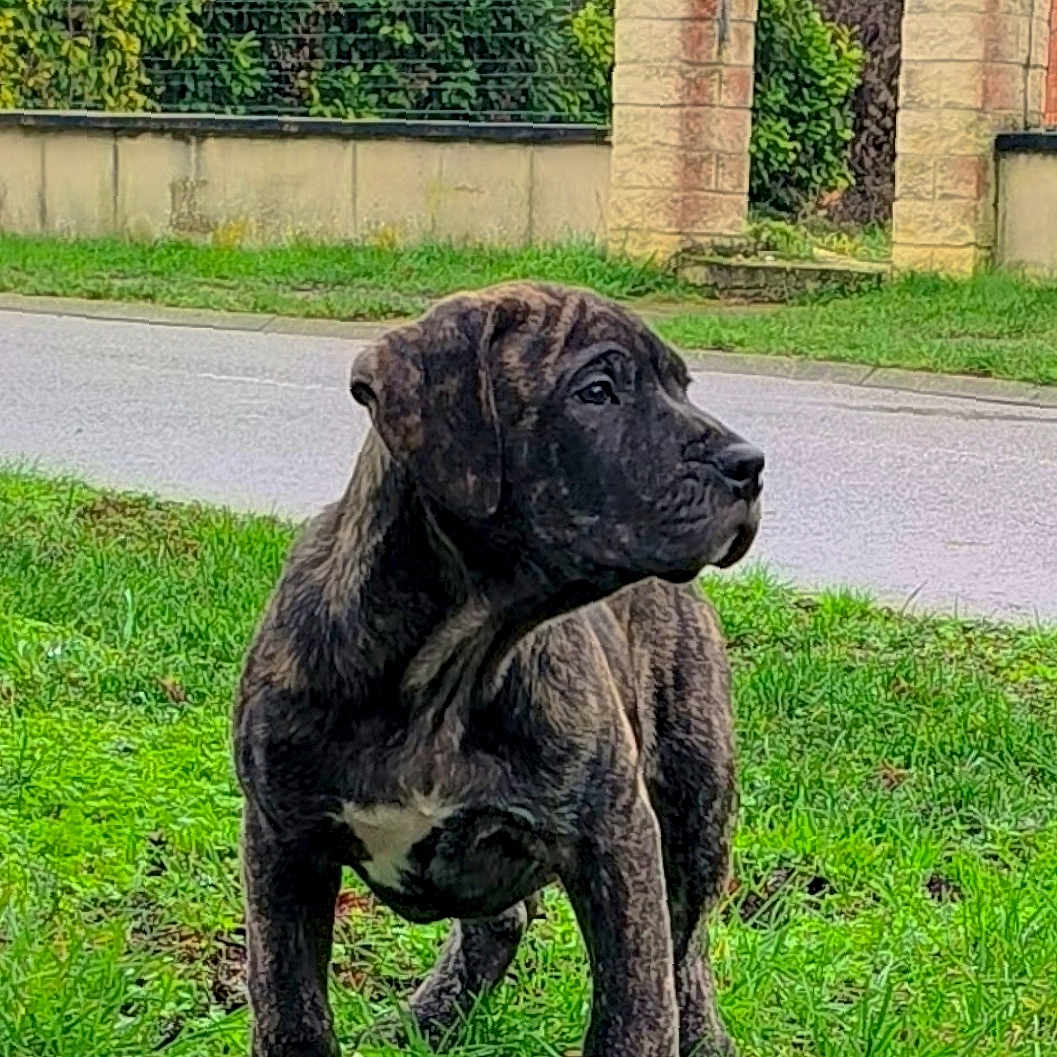 Steve Duval participe au concours pour gagner de l'argent avec cette photo : alert, brindle, canine, curious, daytime, dog, grass, greenery, mammal, nature, outdoor, pet, puppy, road, shrubbery, side_view, standing, stone_fence, suburban, young_animal