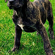 Attila a rejoint le concours — aidez-le/la à gagner de superbes lots ! puppy, dog, brindle, grass, outdoor, young, animal, pet, canine, alert, standing, nature, green, fur, mammal, background, daytime, pathway, tree, curious