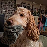 dog, curly_hair, sock, indoor, furniture, chair, curtain, pet, animal, cozy, knitted, brown, white, nose, ears, fur, home, living_room, calm, domestic