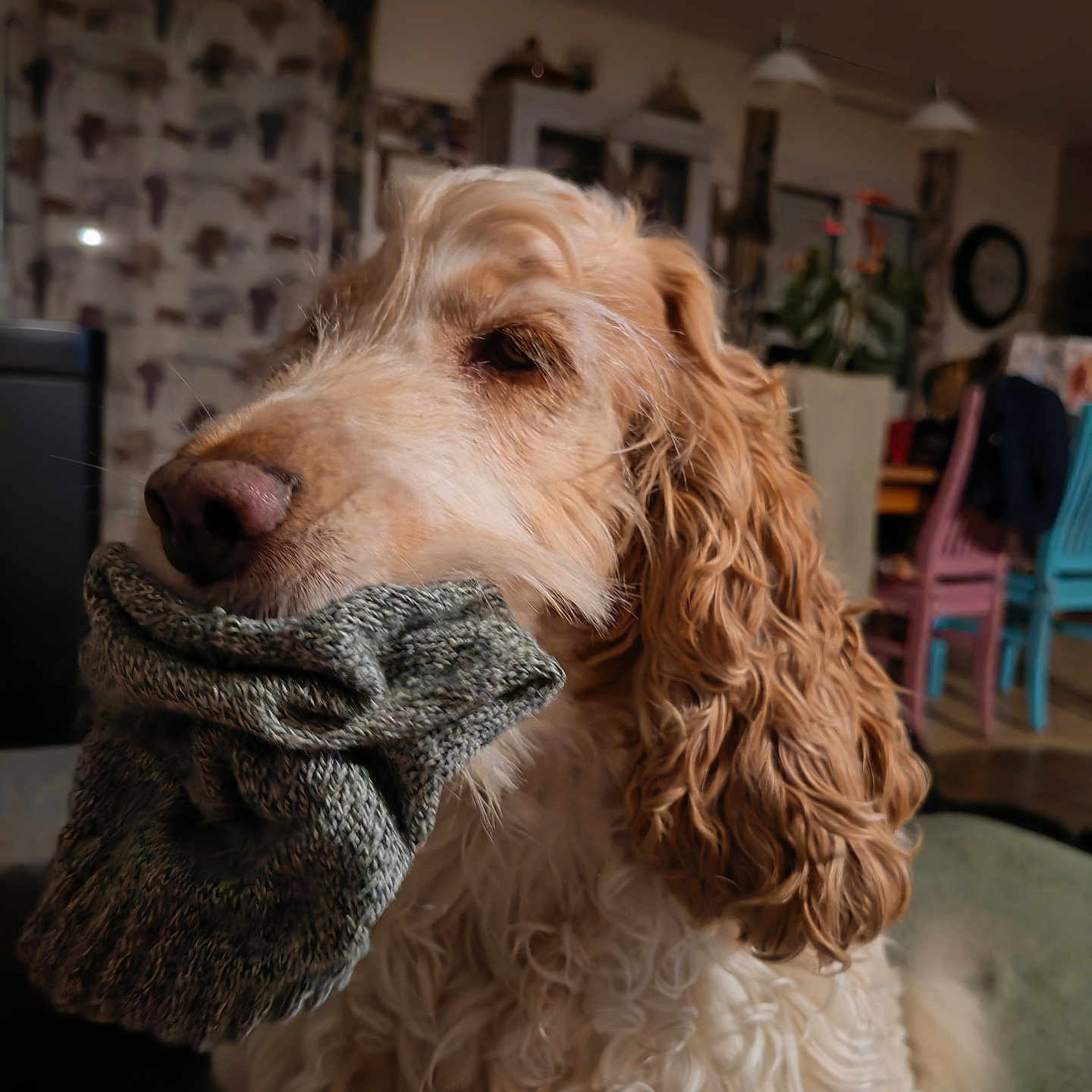 Prunelle a rejoint le concours — aidez-le/la à gagner de superbes lots ! dog, curly_hair, sock, indoor, furniture, chair, curtain, pet, animal, cozy, knitted, brown, white, nose, ears, fur, home, living_room, calm, domestic