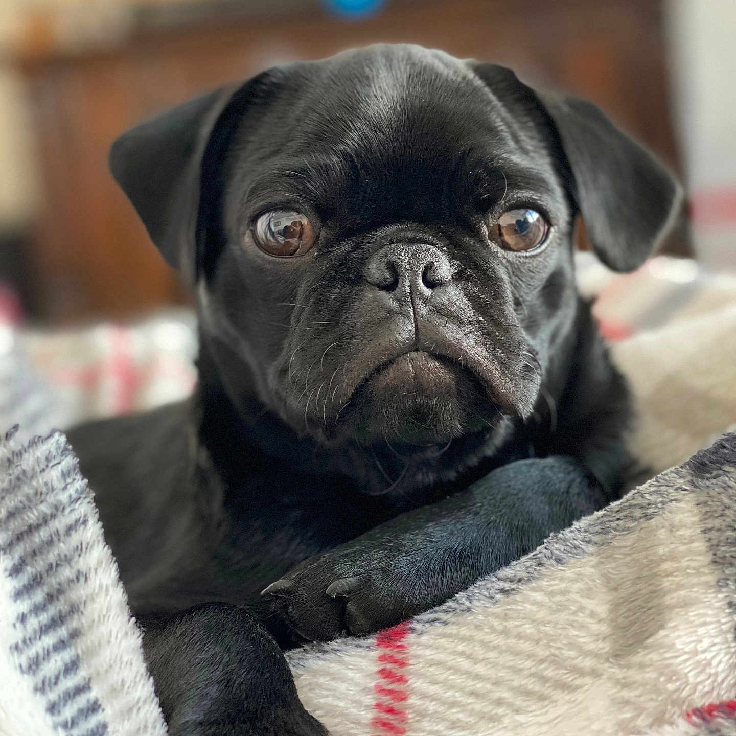 Cornelius