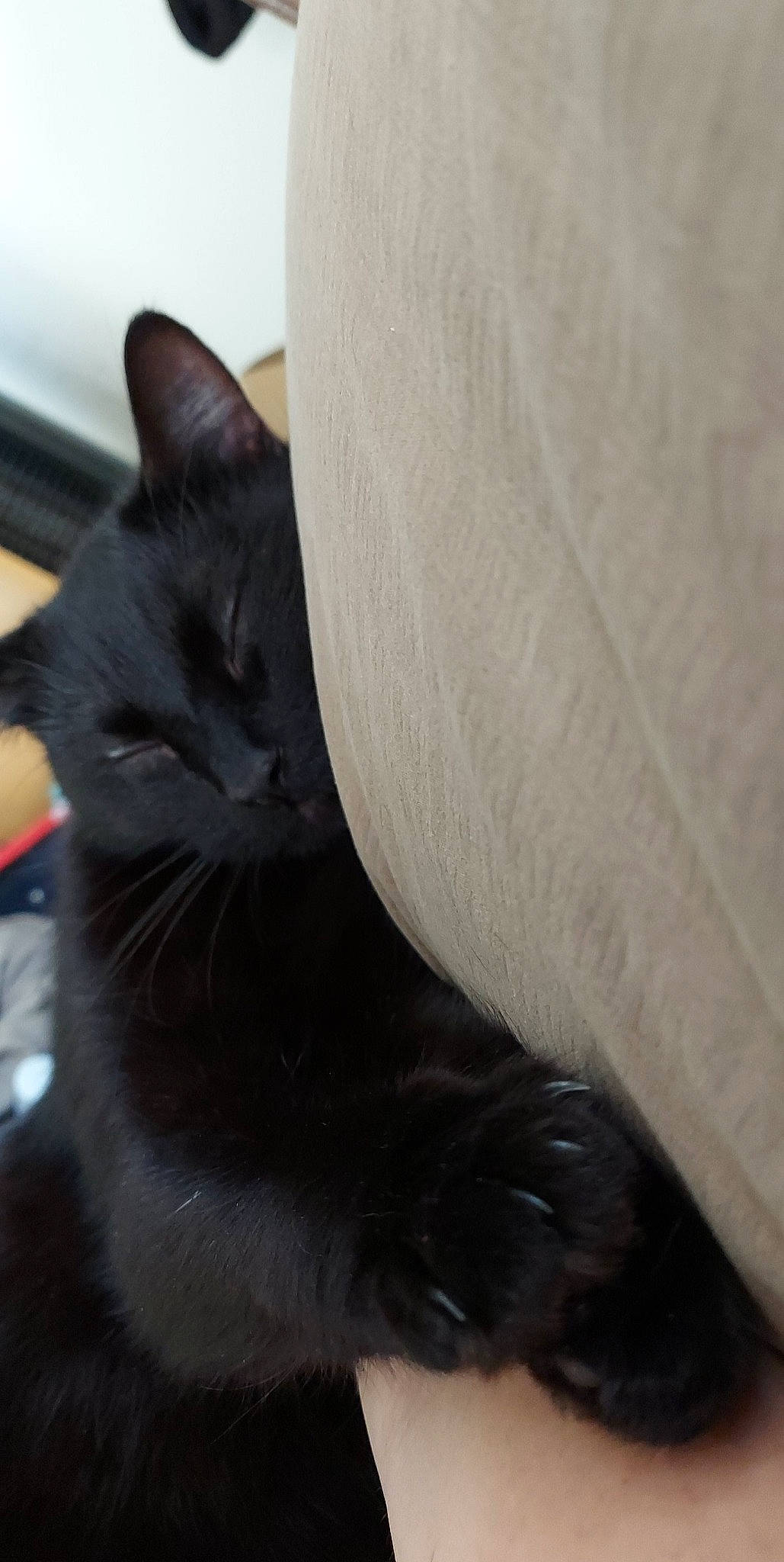 Gomez joined the competition — help win amazing prizes! asian, black, black_and_white, black_cat, carnivore, cat, domestic_short_haired_cat, ear, eye, felidae, fur, norwegian_forest_cat, nose, small_to_medium_sized_cats, snout, tail, whiskers