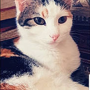 MonoÏ a rejoint le concours — aidez-le/la à gagner de superbes lots ! aegean_cat, cat, cat_like_mammal, domestic_short_haired_cat, european_shorthair, eye, fauna, fur, kitten, nose, organ, small_to_medium_sized_cats, snout, whiskers