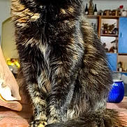Tiki a rejoint le concours — aidez-le/la à gagner de superbes lots ! animal, cat, close_up, colorful_fur, ears, fluffy, furniture, furry, green_eyes, home, indoors, long_hair, pet, photography, portrait, sitting, table, tail, tortoiseshell, whiskers