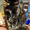 animal, cat, close_up, colorful_fur, ears, fluffy, furniture, furry, green_eyes, home, indoors, long_hair, pet, photography, portrait, sitting, table, tail, tortoiseshell, whiskers