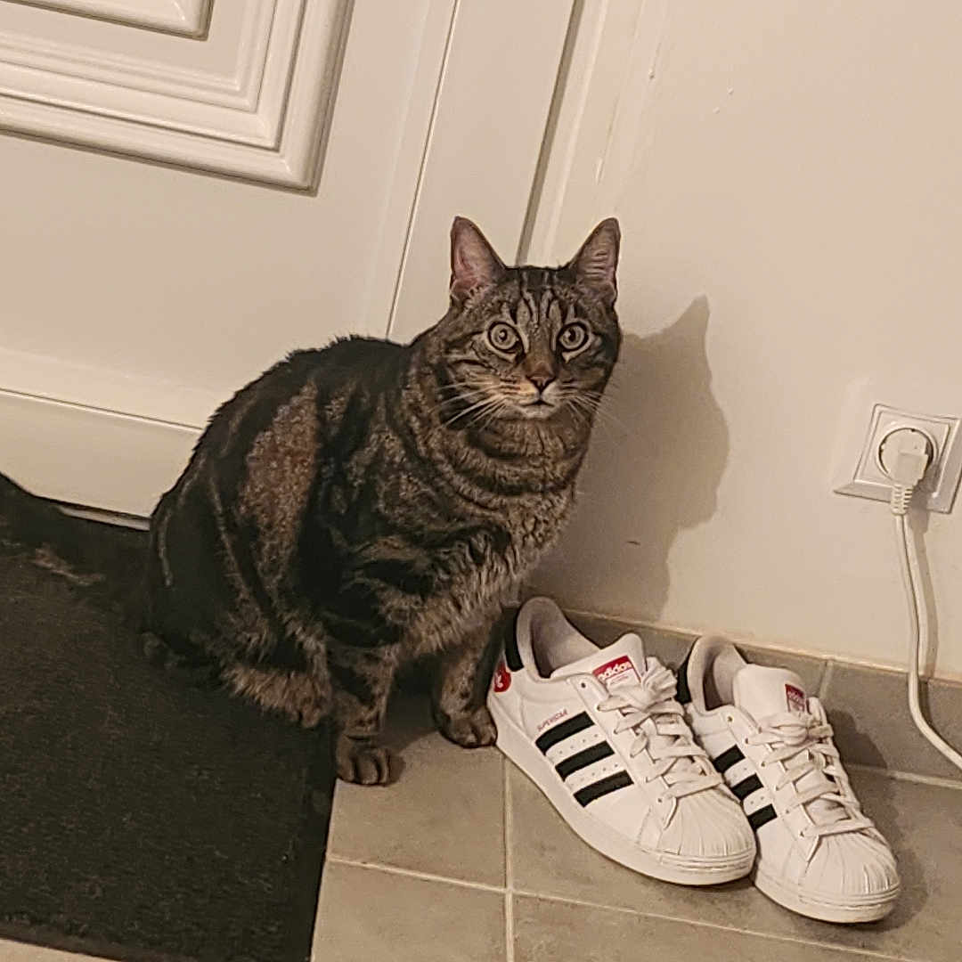 Leo participe au concours pour gagner de l'argent avec cette photo : alloywheel, animal, car, carwheel, cat, clothing, footwear, hardwood, machine, manx, pet, runningshoe, sandal, shoe, sneaker, spoke, suede, tire, transportation, wood