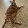 Hann joined the competition — help win amazing prizes! animal, cat, curious, cute, domestic_animal, feline, floor, fur, ginger_cat, indoor, looking_back, lying_down, mammal, paws, pet, relaxed, resting, tail, tile_floor, whiskers