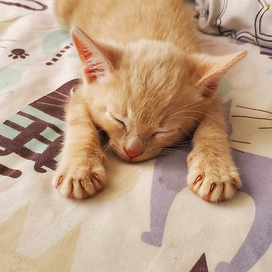 Hann is registered to the contest to win money with this photo: adorable, animal, bed, blanket, cat, closeup, cozy, cute, fur, indoors, kitten, mammal, orange_cat, paw, pet, resting, sleeping, soft, whiskers, young