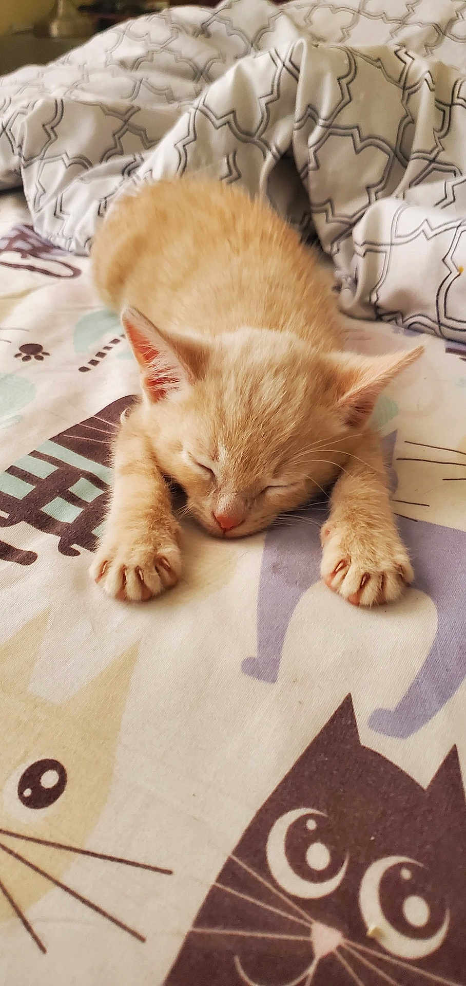 Hann is registered to the contest to win money with this photo: adorable, animal, bed, blanket, cat, closeup, cozy, cute, fur, indoors, kitten, mammal, orange_cat, paw, pet, resting, sleeping, soft, whiskers, young