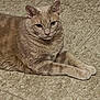 Hann is registered to the contest to win money with this photo: animal, beige_cat, calm, cat, close_up, domestic_cat, ears, eyes, feline, floor_tiles, fur, indoor, lying_down, paws, pet, quiet, relaxed, resting, tiled_floor, whiskers