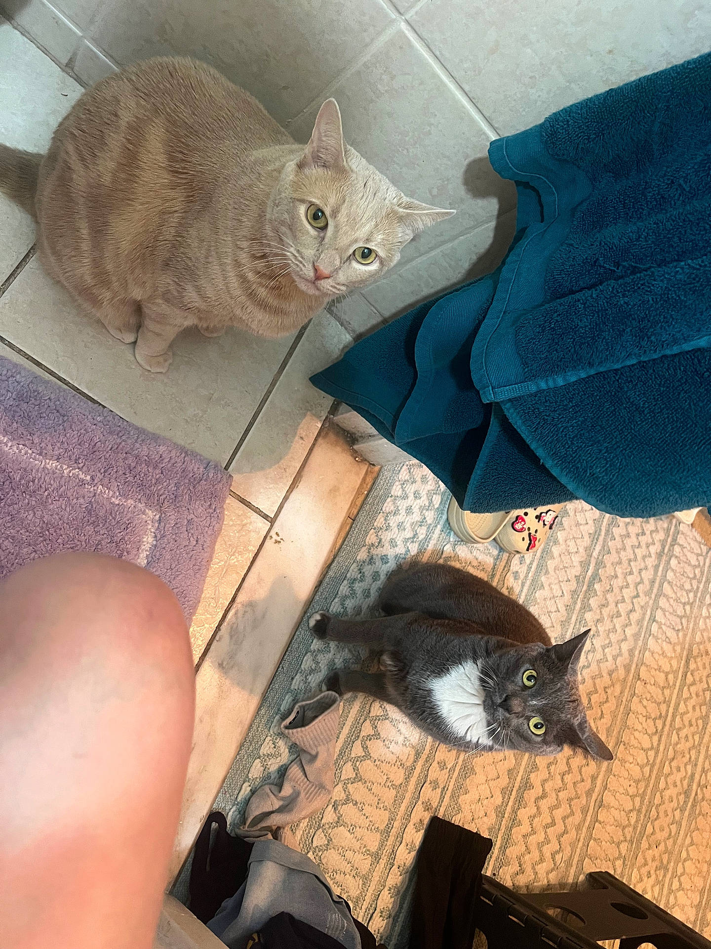 Hann joined the competition — help win amazing prizes! bathroom, carpet, cat, clothing, curious, domestic, feline, floor, gray_cat, home, indoor, looking_up, objects, orange_cat, pets, sitting, slippers, tiled_floor, towel, two_cats