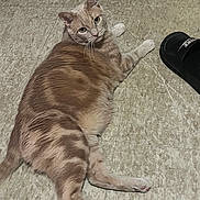 Hann joined the competition — help win amazing prizes! animal, beige, cat, curious, domestic, floor, fur, home, indoor, laying_down, looking_back, mammal, nike, paws, pet, relaxed, sandal, tabby, tile, whiskers