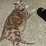 animal, beige, cat, curious, domestic, floor, fur, home, indoor, laying_down, looking_back, mammal, nike, paws, pet, relaxed, sandal, tabby, tile, whiskers