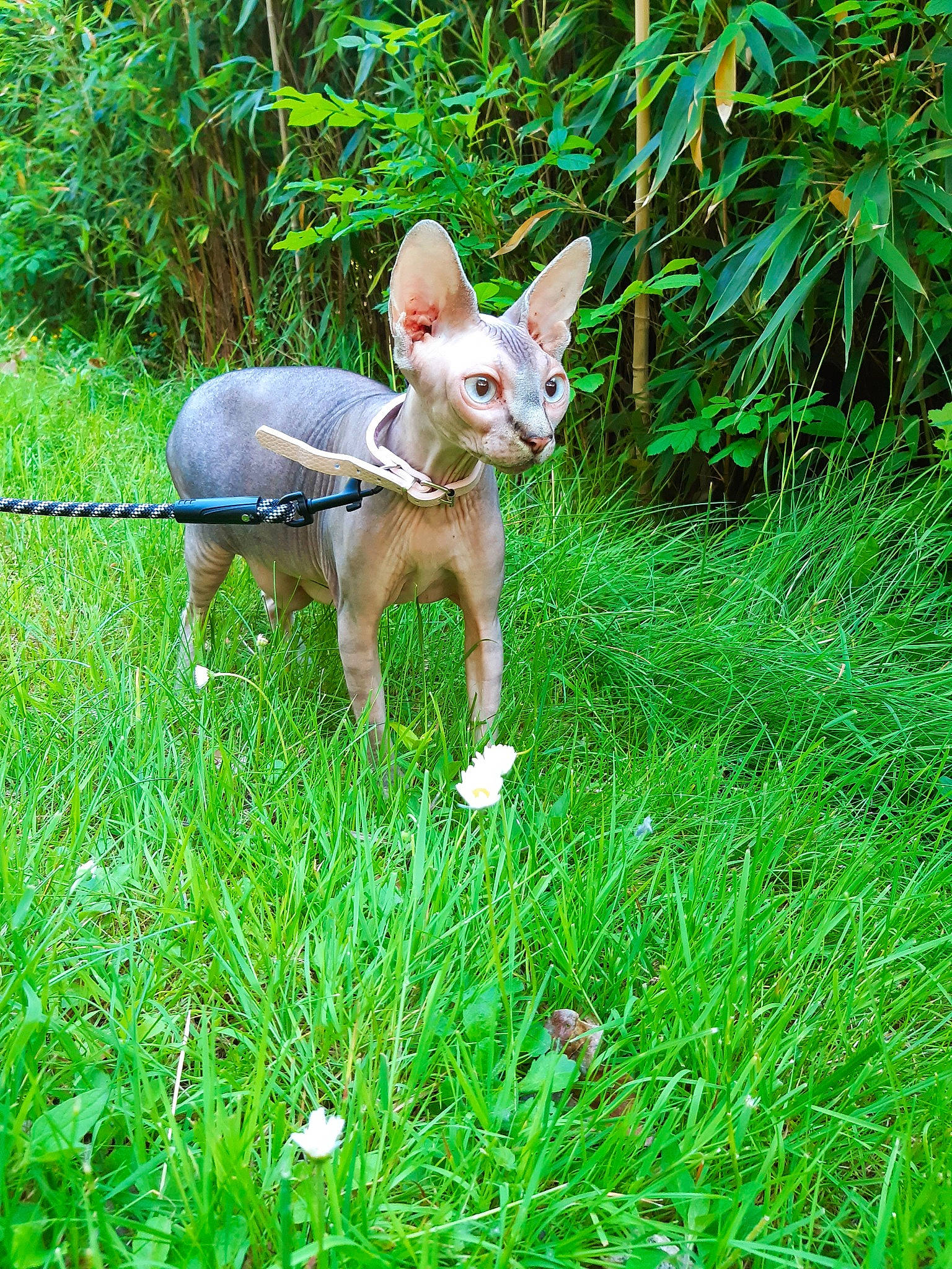 Phéline participe au concours pour gagner de l'argent avec cette photo : canidae, carnivore, chihuahua, companion_dog, dog, dog_breed, electric_blue, fawn, grass, grassland, groundcover, non_sporting_group, plant, snout, sporting_group, tail, terrestrial_animal, terrestrial_plant, toy_dog, working_animal