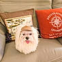 dog, fluffy, white_dog, cap, small_dog, tongue_out, couch, leather, pillow, decorative_pillow, compass_design, indoor, pet, cute, sitting, furniture, home, cozy, animal, portrait