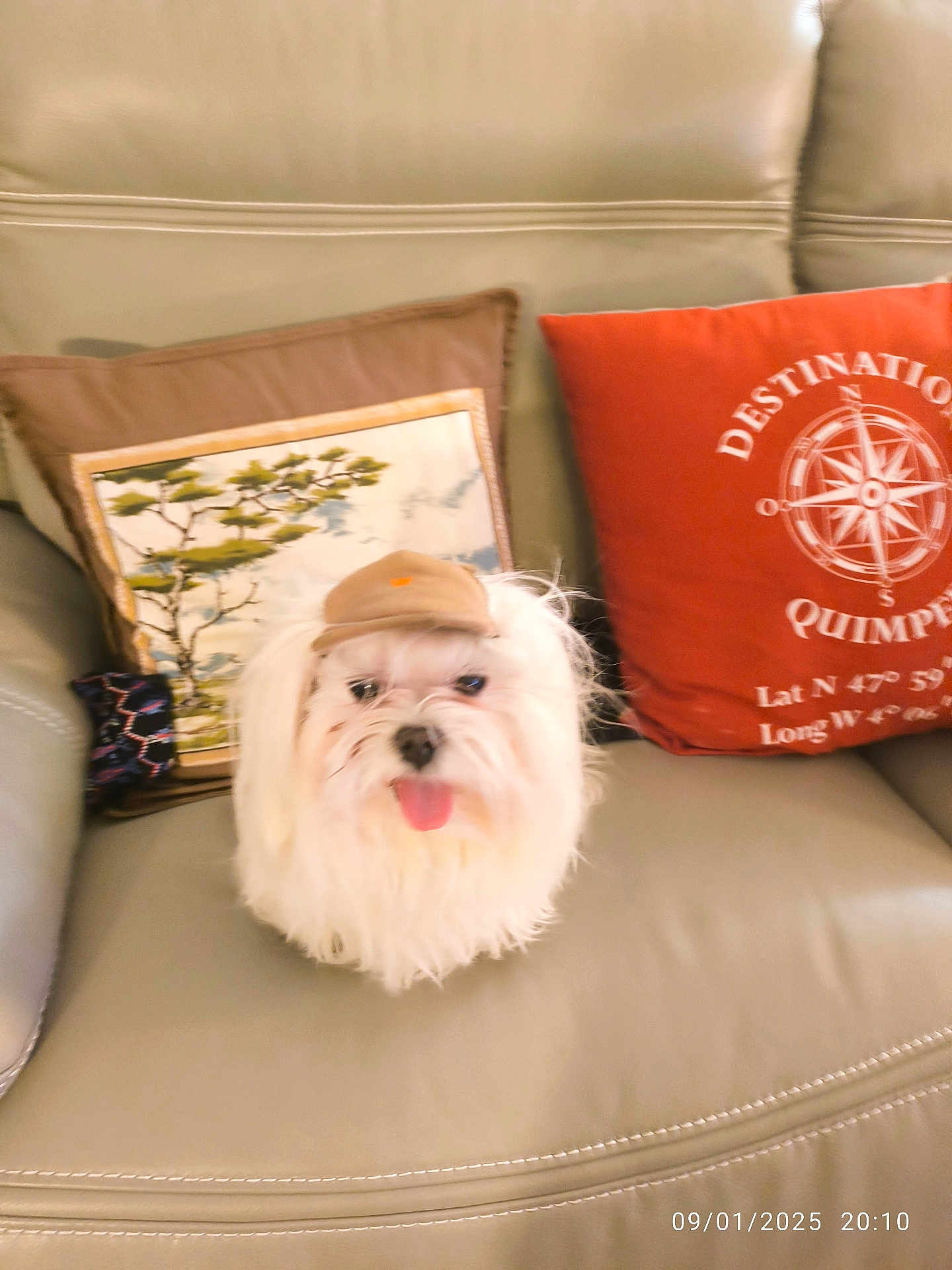 Charly participe au concours pour gagner de l'argent avec cette photo : dog, fluffy, white_dog, cap, small_dog, tongue_out, couch, leather, pillow, decorative_pillow, compass_design, indoor, pet, cute, sitting, furniture, home, cozy, animal, portrait