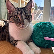 Yume participe au concours pour gagner de l'argent avec cette photo : cat, tabby_cat, white_paws, green_eyes, whiskers, pointed_ears, pet, animal, portrait, close_up, sitting, lying_down, wooden_table, yarn, ball_of_yarn, crochet_hook, crafting, indoors, sunlight, window