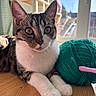 cat, tabby_cat, white_paws, green_eyes, whiskers, pointed_ears, pet, animal, portrait, close_up, sitting, lying_down, wooden_table, yarn, ball_of_yarn, crochet_hook, crafting, indoors, sunlight, window