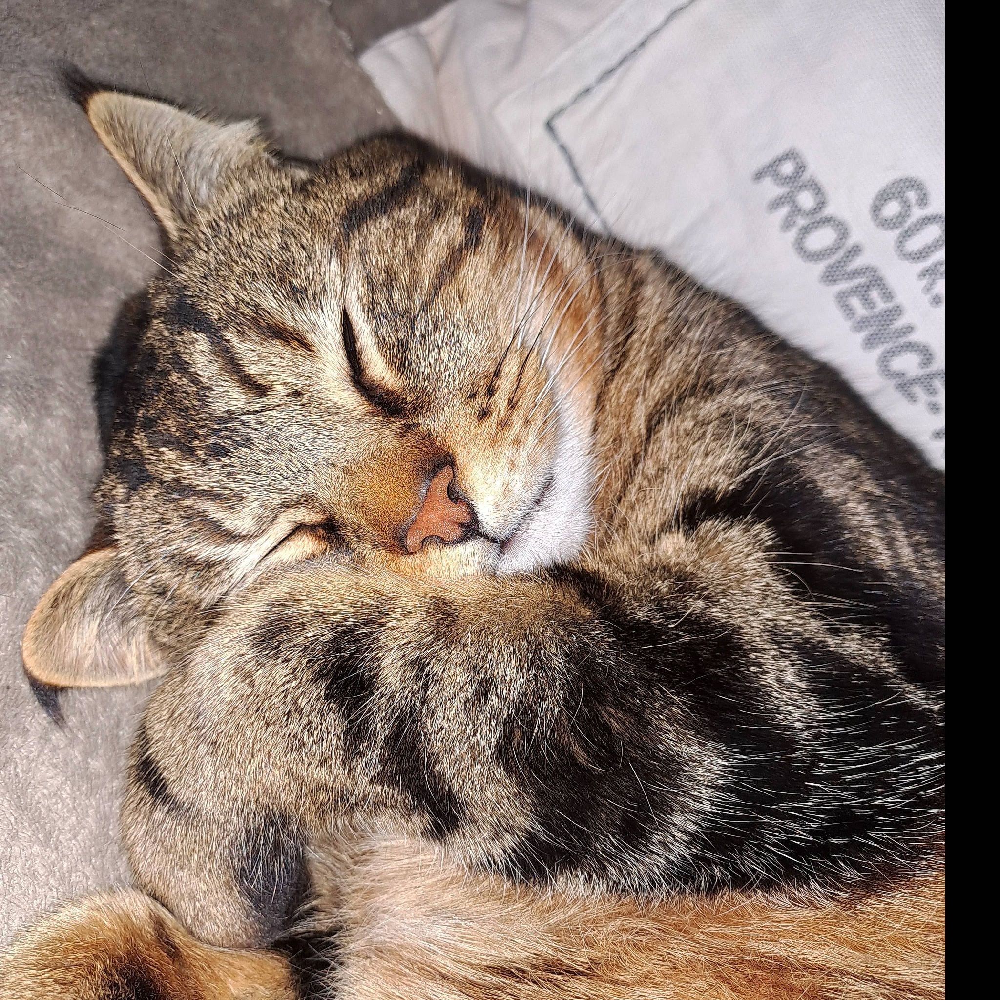 Berlioz a rejoint le concours — aidez-le/la à gagner de superbes lots ! carnivore, cat, claw, comfort, domestic_short_haired_cat, felidae, fur, nap, paw, photo_caption, rectangle, sleep, small_to_medium_sized_cats, tail, terrestrial_animal, whiskers