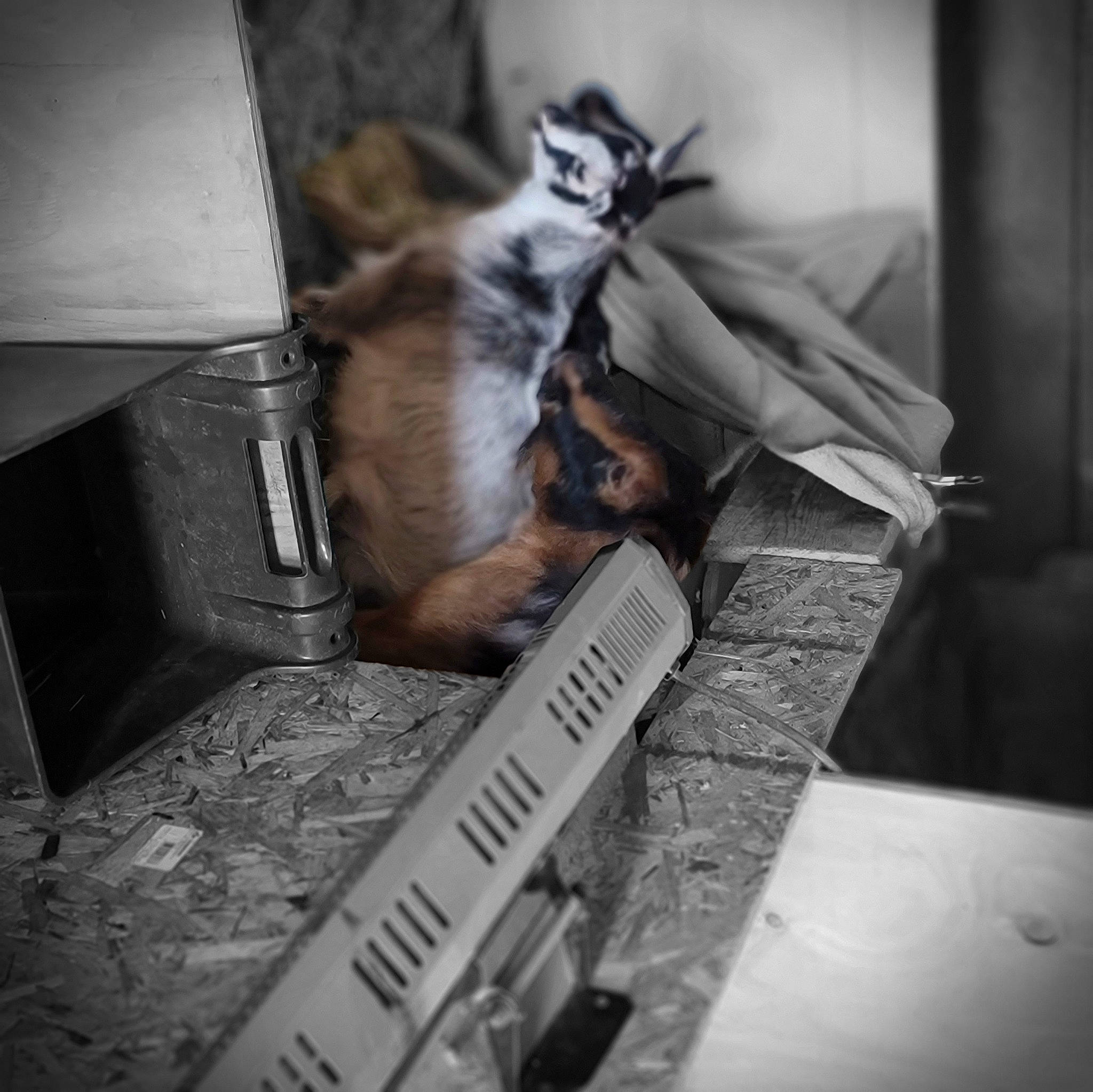 Otis is registered to the contest to win money with this photo: black_and_white, cat, comfort, darkness, domestic_short_haired_cat, felidae, fur, grey, hardwood, monochrome, monochrome_photography, publication, room, ruler, small_to_medium_sized_cats, still_life_photography, style, tail, whiskers, wood