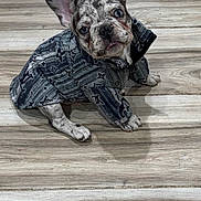 Rome joined the competition — help win amazing prizes! french_bulldog, puppy, dog, pet, sitting, coat, jacket, spotted, floor, wooden_floor, indoor, cute, animal, canine, looking_up, ears_up, small_dog, adorable, young, domestic_animal