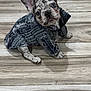 french_bulldog, puppy, dog, pet, sitting, coat, jacket, spotted, floor, wooden_floor, indoor, cute, animal, canine, looking_up, ears_up, small_dog, adorable, young, domestic_animal