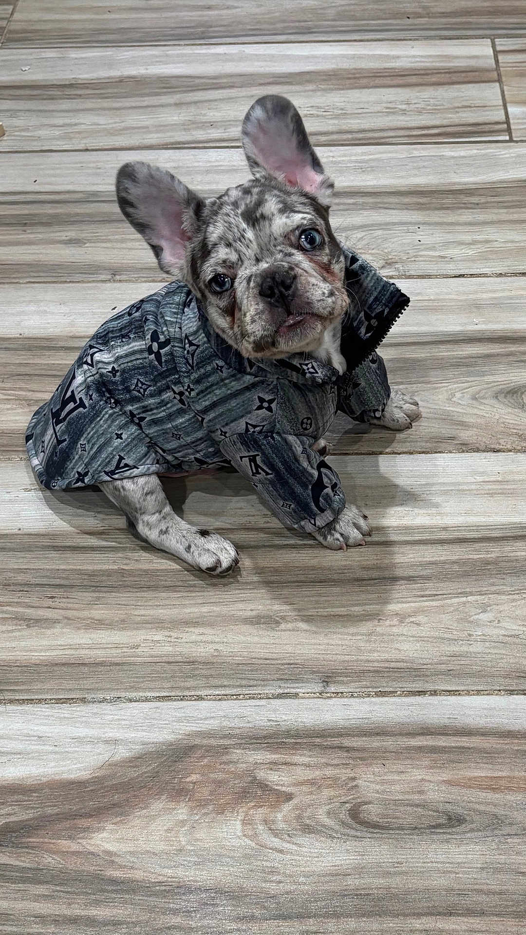 Rome joined the competition — help win amazing prizes! french_bulldog, puppy, dog, pet, sitting, coat, jacket, spotted, floor, wooden_floor, indoor, cute, animal, canine, looking_up, ears_up, small_dog, adorable, young, domestic_animal