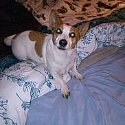 Jasper joined the competition — help win amazing prizes! dog, pet, bed, blanket, indoor, animal, white, brown, ears, lying_down, cozy, comfort, flash_reflection, fur, sleeping_area, domestic, resting, cute, small_dog, companion