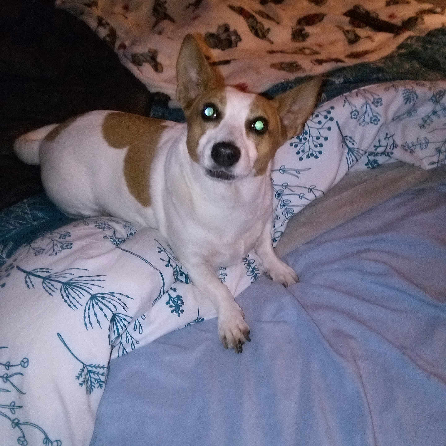 Jasper joined the competition — help win amazing prizes! animal, bed, blanket, brown, comfort, companion, cozy, cute, dog, domestic, ears, flash_reflection, fur, indoor, lying_down, pet, resting, sleeping_area, small_dog, white