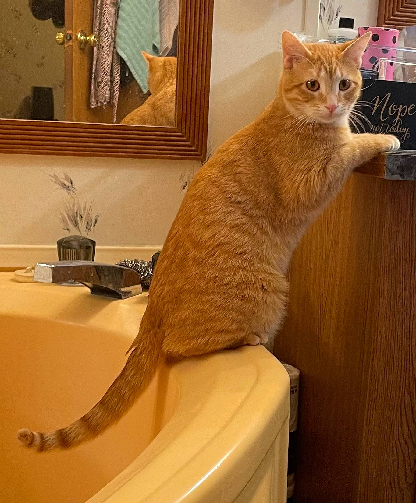 Crush is registered to the contest to win money with this photo: bathroom, carnivore, cat, comfort, domestic_short_haired_cat, fawn, felidae, flooring, fur, mirror, pet_supply, picture_frame, plumbing_fixture, small_to_medium_sized_cats, snout, tail, tap, whiskers, window, wood