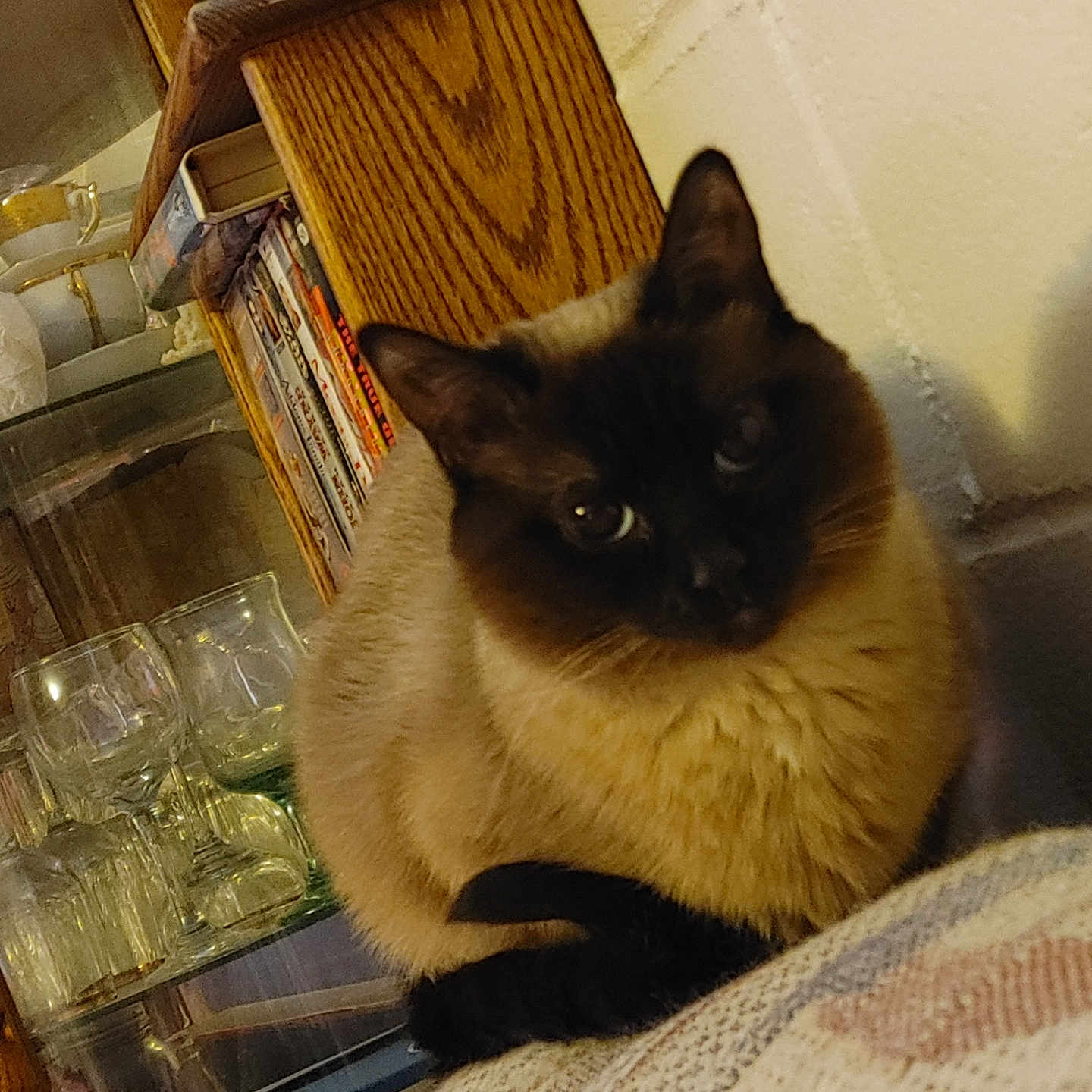 Gracie