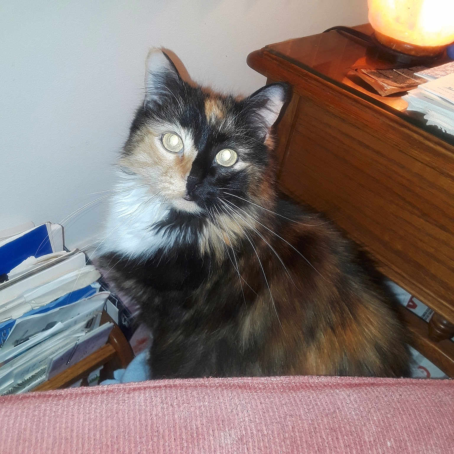 Patches is registered to the contest to win money with this photo: asian, carnivore, cat, domestic_long_haired_cat, domestic_short_haired_cat, european_shorthair, felidae, kitten, maine_coon, mammal, norwegian_forest_cat, small_to_medium_sized_cats, whiskers