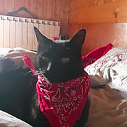 Cachou a rejoint le concours — aidez-le/la à gagner de superbes lots ! black_cat, bandana, bed, blanket, cozy, domestic_cat, feline, furniture, indoors, light, mammal, pet, portrait, resting, sleepy, wooden_wall, warm, animal, cute, red