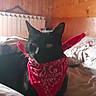 animal, bandana, bed, black_cat, blanket, cozy, cute, domestic_cat, feline, furniture, indoors, light, mammal, pet, portrait, red, resting, sleepy, warm, wooden_wall