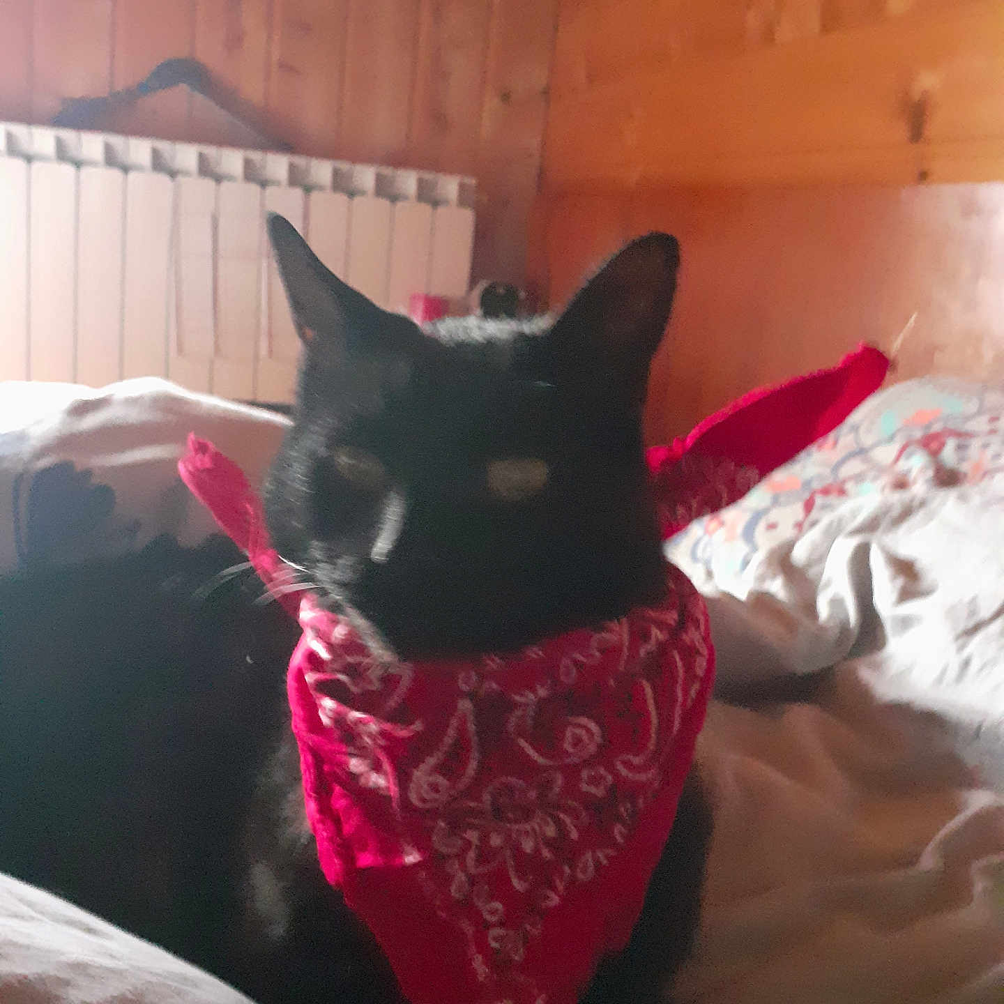 Cachou