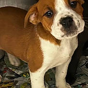 Minny joined the competition — help win amazing prizes! puppy, dog, brown, white, young, pet, indoors, newspaper, curious, standing, small, cute, animal, mammal, fur, face, ears, paws, looking, tilted_head