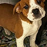 puppy, dog, brown, white, young, pet, indoors, newspaper, curious, standing, small, cute, animal, mammal, fur, face, ears, paws, looking, tilted_head