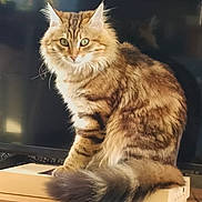 Boulette a rejoint le concours — aidez-le/la à gagner de superbes lots ! animal, box, cat, curious, cute, domestic_animal, feline, fluffy, fur, green_eyes, household, indoor, mammal, pet, portrait, sitting, tabby, tail, whiskers, wooden_table
