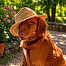 dog, straw_hat, outdoor, sunlight, greenery, flowers, pet, canine, nature, summer, portrait, animal, brown_fur, garden, happy, collar, closeup, sunny_day, playful, cute