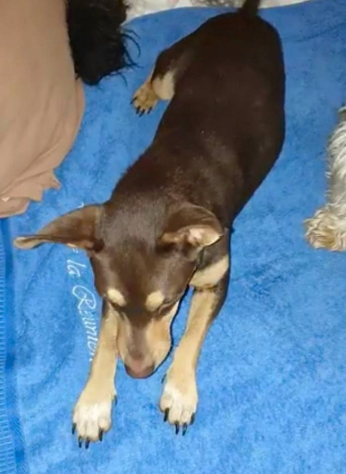 Noëlle a rejoint le concours — aidez-le/la à gagner de superbes lots ! animal_feed, basenji, carnivore, chihuahua, companion_dog, dog, dog_breed, dog_supply, dog_toy, fawn, hound, liver, paw, pet_supply, pinscher, tail, terrestrial_animal, terrier, toy_dog, working_animal