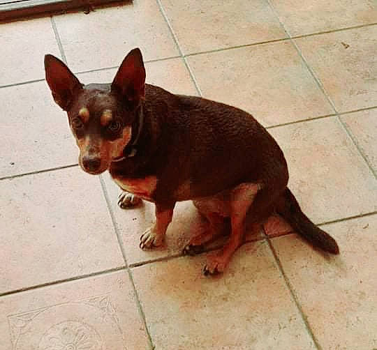 Noëlle a rejoint le concours — aidez-le/la à gagner de superbes lots ! canidae, carnivore, chihuahua, companion_dog, dog, dog_breed, ear, fawn, flooring, fur, head, liver, prazsky_krysarik, snout, sporting_group, terrestrial_animal, toy_dog, vertebrate, whiskers, working_animal