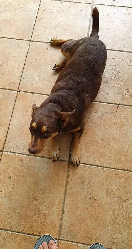 Noëlle a rejoint le concours — aidez-le/la à gagner de superbes lots ! canidae, carnivore, companion_dog, dog, dog_breed, fawn, flooring, fur, liver, mammal, paw, road_surface, snout, sporting_group, tail, terrestrial_animal, wood, working_animal, working_dog