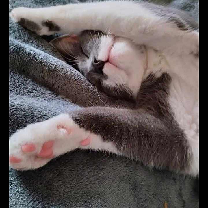 Léon