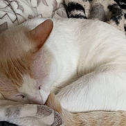 Alfredo is registered to the contest to win money with this photo: animal, blanket, calm, cat, comfort, cozy, curled_up, cute, ear, fur, indoor, nap, pattern, pet, relaxation, resting, sleeping, soft_texture, tail, whiskers