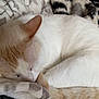 animal, blanket, calm, cat, comfort, cozy, curled_up, cute, ear, fur, indoor, nap, pattern, pet, relaxation, resting, sleeping, soft_texture, tail, whiskers